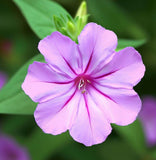 MIRABILIS multiflora (Four O'Clock, Wild)