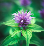 MONARDA citriodora (Lemon Mint)