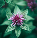 MONARDA citriodora (Lemon Mint)