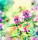 MONARDA citriodora (Lemon Mint)