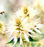 MONARDA punctata (Spotted Beebalm)