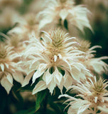 MONARDA punctata (Spotted Beebalm)