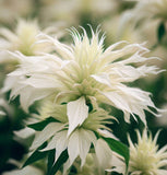 MONARDA punctata (Spotted Beebalm)