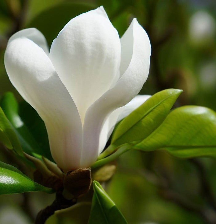 Magnolia denudata (Lilytree, Yulan)