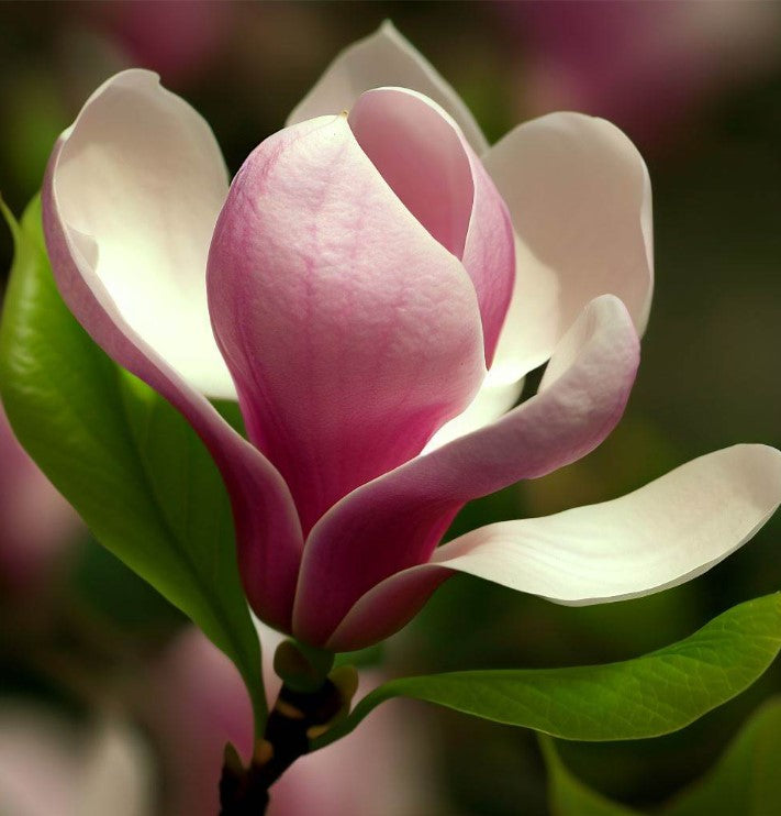 planting saucer magnolia Magnolia soulangeana (Saucer Magnolia) 0.5 oz (~75 Seeds)
