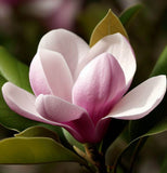 Magnolia soulangeana (Saucer Magnolia)