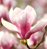 Magnolia soulangeana (Saucer Magnolia)