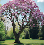 Magnolia soulangeana (Saucer Magnolia)