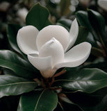 Magnolia virginiana Northern (Sweetbay Magnolia)