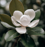 Magnolia virginiana Northern (Sweetbay Magnolia)