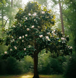 Magnolia virginiana Northern (Sweetbay Magnolia)