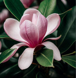 Magnolia x loebneri (Loebner Magnolia)