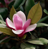 Magnolia x loebneri (Loebner Magnolia)