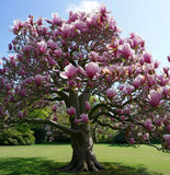 Magnolia x loebneri (Loebner Magnolia)