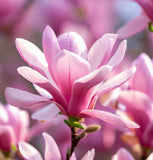 Magnolia x loebneri (Loebner Magnolia)