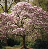 Magnolia x loebneri (Loebner Magnolia)