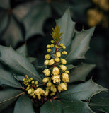 Mahonia nervosa (Cascades Mahonia)