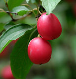 Malus baccata var. himalaica (Himalayan Crabapple)