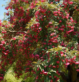 Malus baccata var. himalaica (Himalayan Crabapple)