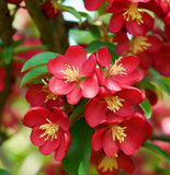 Malus baccata var. himalaica (Himalayan Crabapple)