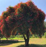 Malus baccata var. himalaica (Himalayan Crabapple)