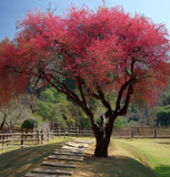 Malus baccata var. himalaica (Himalayan Crabapple)