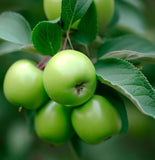 Malus ioensis (Prairie Crab Apple)