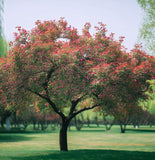 Malus ioensis (Prairie Crab Apple)