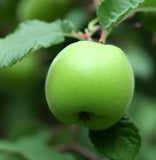 Malus pumila var. antonovka (Antonovka Apple)