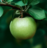 Malus pumila var. antonovka (Antonovka Apple)