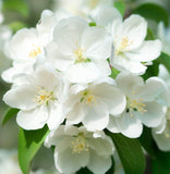 Malus pumila var. antonovka (Antonovka Apple)