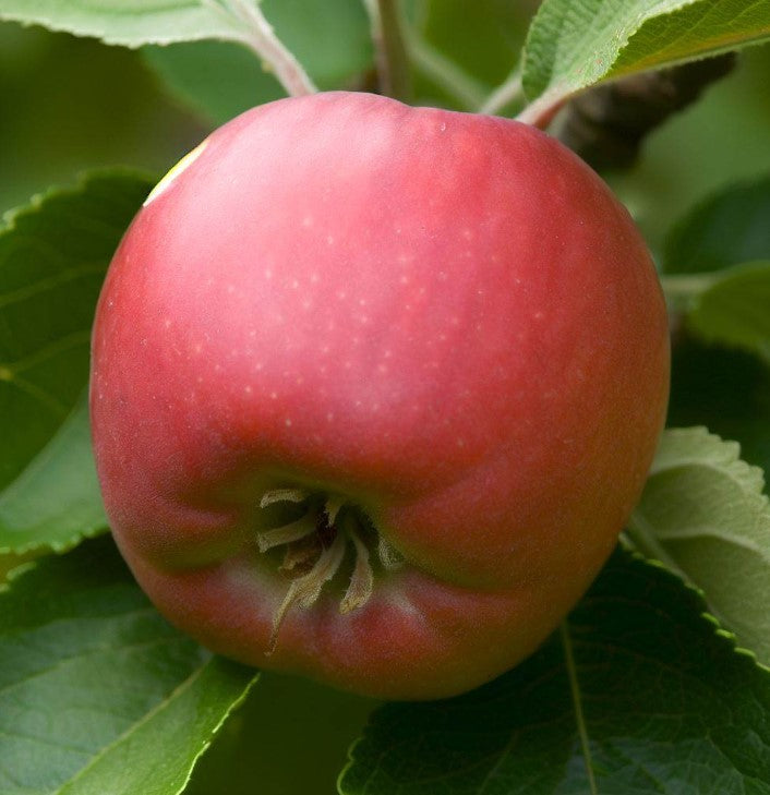 Malus pumila (Paradise Apple, Red Delicious Apple) – MySeedsCo