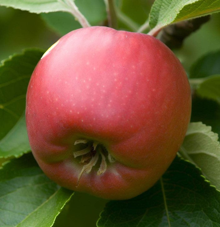 Malus robusta (Robust Apple)