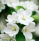 Malus robusta (Robust Apple)