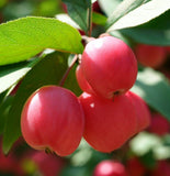 Malus sargentii (Sargent's Crabapple)