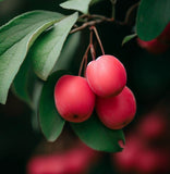 Malus sargentii (Sargent's Crabapple)