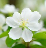 Malus sargentii (Sargent's Crabapple)