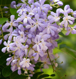 Melia azedarach (China Berry, Bead tree)