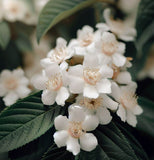 Mespilus germanica (Medlar, Showy Mespilus)