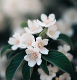 Mespilus germanica (Medlar, Showy Mespilus)