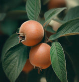 Mespilus germanica (Medlar, Showy Mespilus)