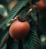 Mespilus germanica (Medlar, Showy Mespilus)