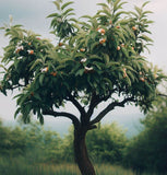 Mespilus germanica (Medlar, Showy Mespilus)
