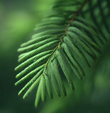 Metasequoia glyptostroboides (Dawn Redwood)