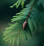 Metasequoia glyptostroboides (Dawn Redwood) Min. Cut 80% Germ.