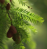 Metasequoia glyptostroboides (Dawn Redwood) Min. Cut 80% Germ.