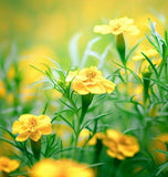 Mexican Mint Marigold (Tagetes lucida)