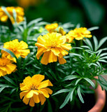 Mexican Mint Marigold (Tagetes lucida)