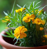 Mexican Mint Marigold (Tagetes lucida)