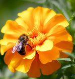 Mexican Mint Marigold (Tagetes lucida)